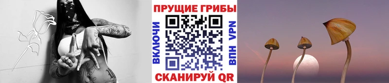 Псилоцибиновые грибы Magic Shrooms  сколько стоит  Покров 